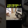 大切な子猫が脱走したと知って叱るハスキー犬...#shorts