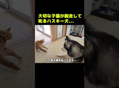 大切な子猫が脱走したと知って叱るハスキー犬...#shorts