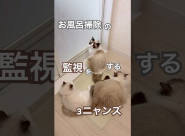 父ちゃんのお風呂掃除の監視をする3ニャンズ😅💕#ラグドール #猫好きさんと繋がりたい #猫のいる暮らし #ねこ動画