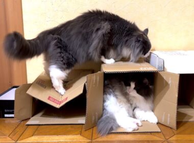 【末っ子♪】お兄ちゃん達を追い出しちゃう、のんきな末っ子くんwwwノルウェージャンフォレストキャットとターキッシュアンゴラ