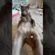 【ロシアンブルー】めろんのごろん...つい撮りたくなるんです😗【猫】#shorts