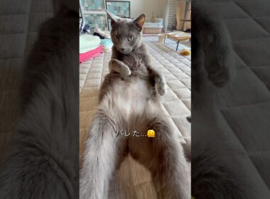 【ロシアンブルー】めろんのごろん...つい撮りたくなるんです😗【猫】#shorts