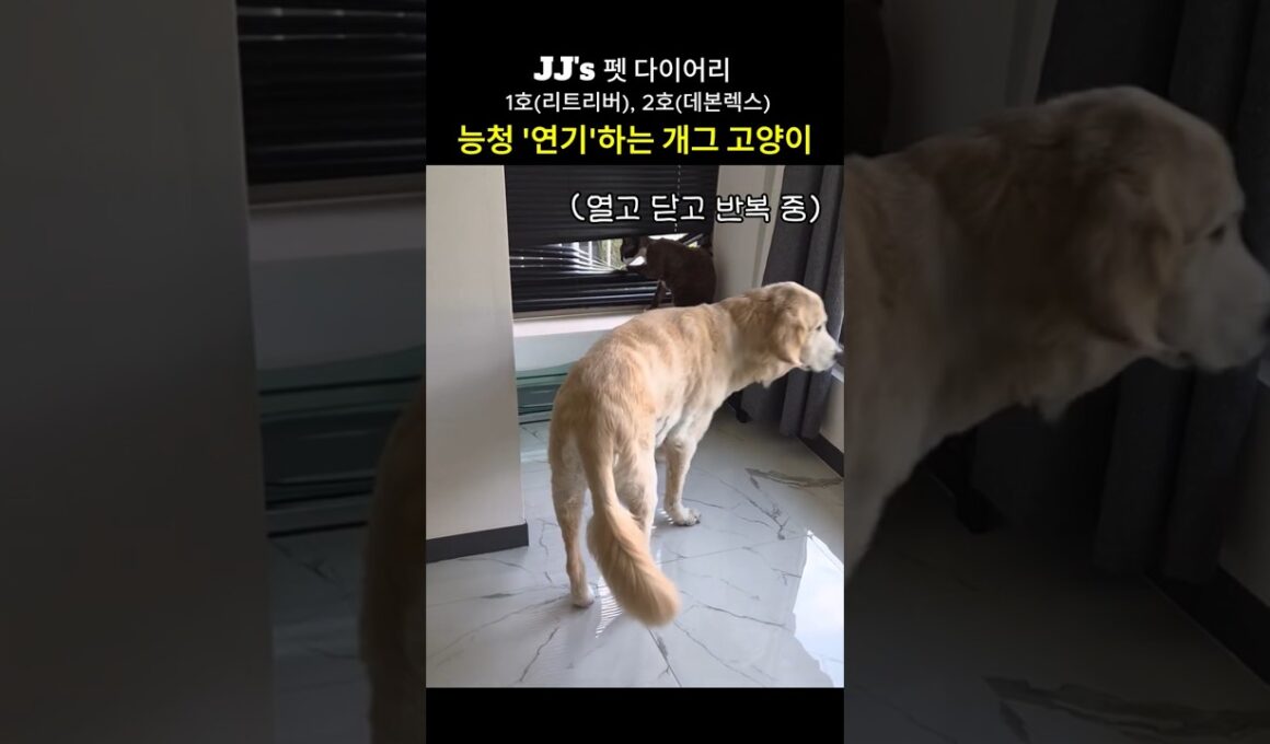 능청 '연기'하는 귀여운 고양이 (데본렉스)