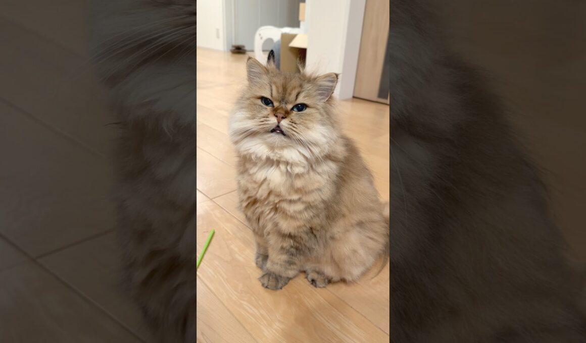 猫の親愛のまばたき 【サイベリアン】 #Shorts