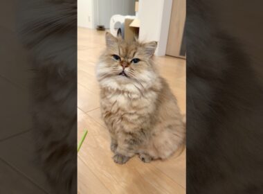 猫の親愛のまばたき 【サイベリアン】 #Shorts