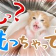汚れていたのでシャンプーしました。 子猫の風呂上がりのミルクは飲みま～せん！今日から合流するんでよろしく！【保護猫生活1日目】