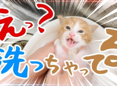 汚れていたのでシャンプーしました。 子猫の風呂上がりのミルクは飲みま～せん！今日から合流するんでよろしく！【保護猫生活1日目】