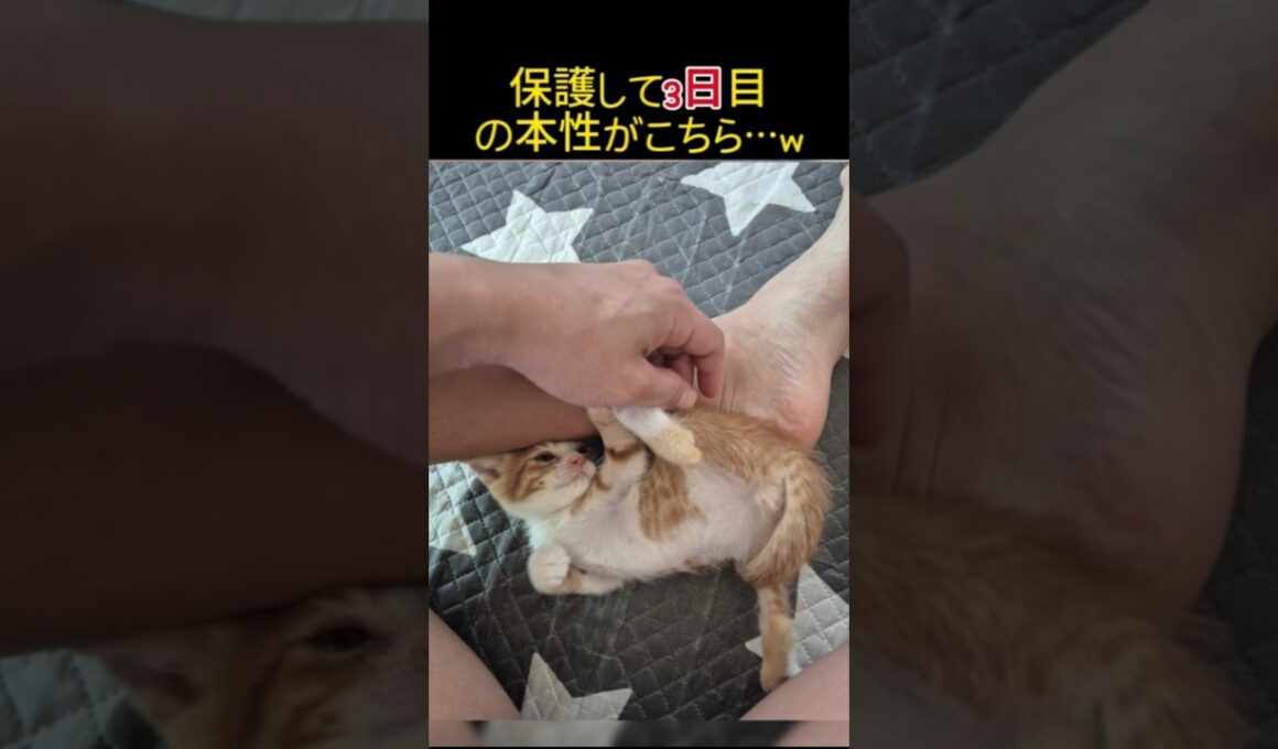 ボンネットから救出した子猫、3日目で本性を現しました…笑 #shorts