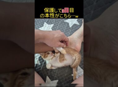 ボンネットから救出した子猫、3日目で本性を現しました…笑 #shorts