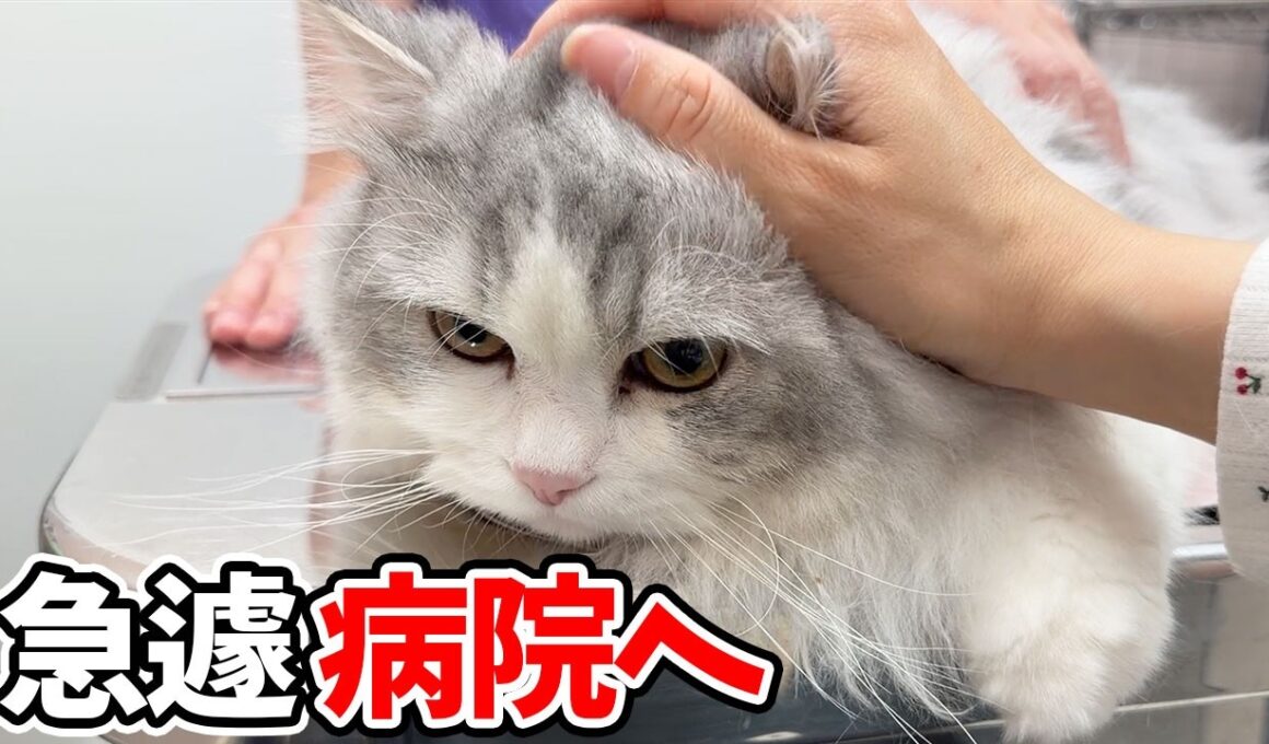 子猫の足に異常があったので急遽病院に行ったら衝撃の事実が判明しました…涙