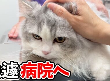 子猫の足に異常があったので急遽病院に行ったら衝撃の事実が判明しました…涙
