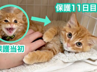 突然ゴロニャンになった子猫が可愛すぎた【ひまわり＆屋台兄弟日記】 Suddenly so cuddly! The cutest kitten transformation.
