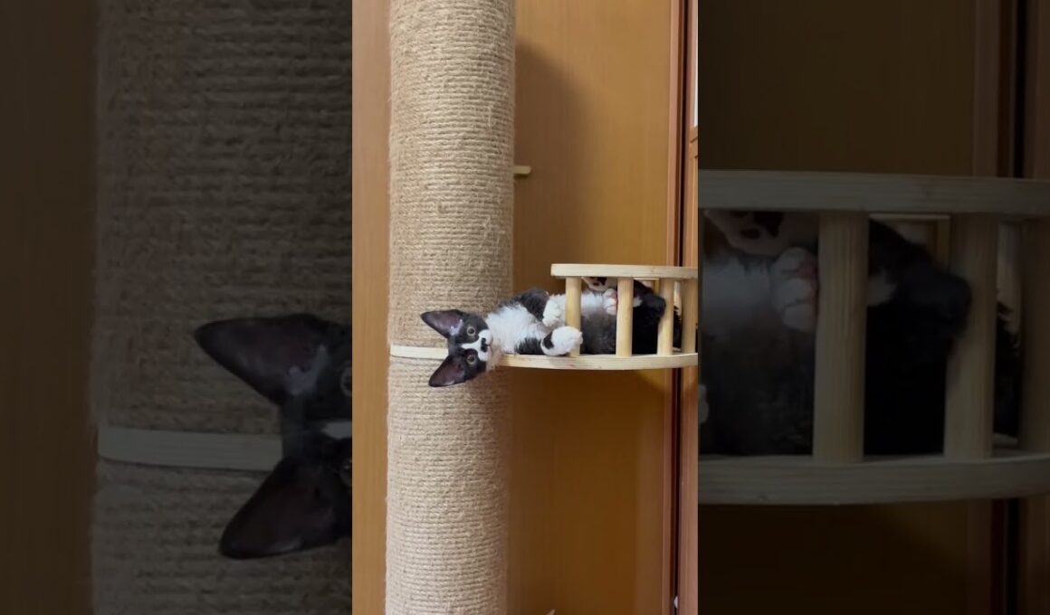 デボンレックス ブラック系