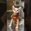 デボンレックス ホワイト系