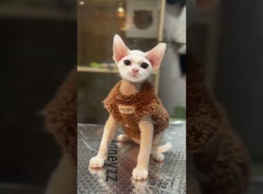 デボンレックス ホワイト系