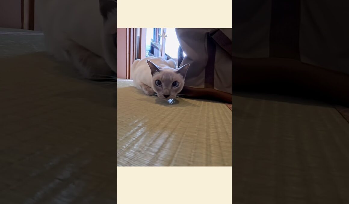 ラクトくんと網代観光ホテル🐾✨【甘えん坊猫】