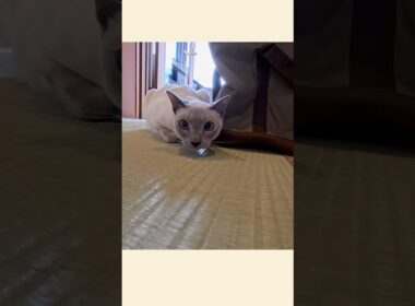 ラクトくんと網代観光ホテル🐾✨【甘えん坊猫】
