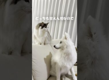 甘えん坊な猫と犬との暮らし【メインクーン】【日本スピッツ】#shorts