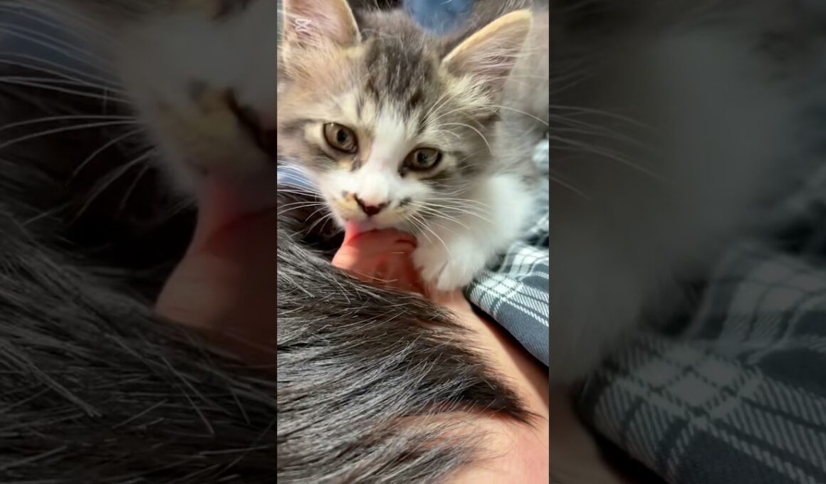 我が家の次男とお昼寝タイム　#子猫  #子ネコ  #赤ちゃん猫   #猫のいる暮らし