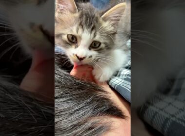 我が家の次男とお昼寝タイム　#子猫  #子ネコ  #赤ちゃん猫   #猫のいる暮らし