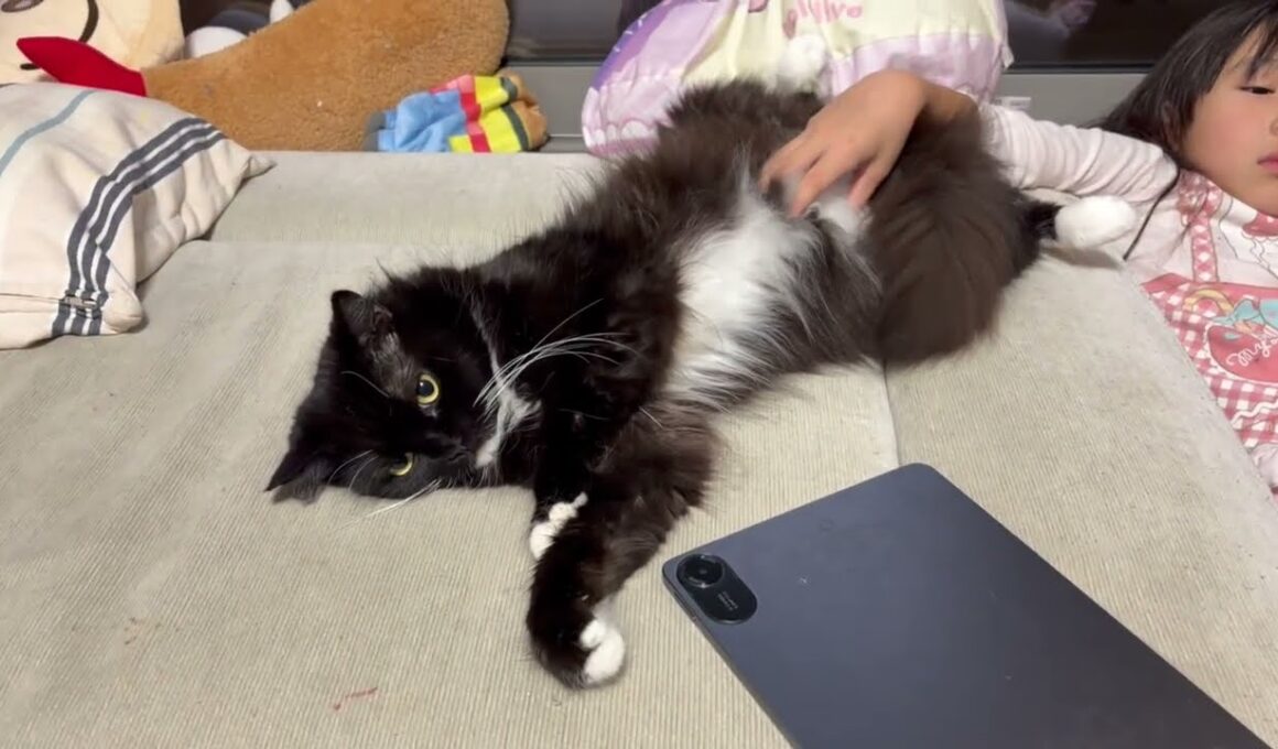 無防備すぎる猫　ラガマフィン