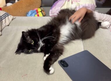 無防備すぎる猫　ラガマフィン