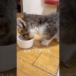 保護猫ちゃん初めての朝ご飯#shorts#保護猫#子猫