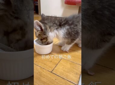 保護猫ちゃん初めての朝ご飯#shorts#保護猫#子猫