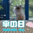 バーマン猫ラフ【傘の日】Umbrella day（バーマン猫）Birman/Cat