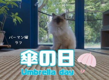 バーマン猫ラフ【傘の日】Umbrella day（バーマン猫）Birman/Cat