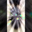 メインクーンコンビ #cat #猫のいる暮らし #保護猫 #多頭飼いねこ#ねこ#shorts