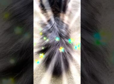 メインクーンコンビ #cat #猫のいる暮らし #保護猫 #多頭飼いねこ#ねこ#shorts
