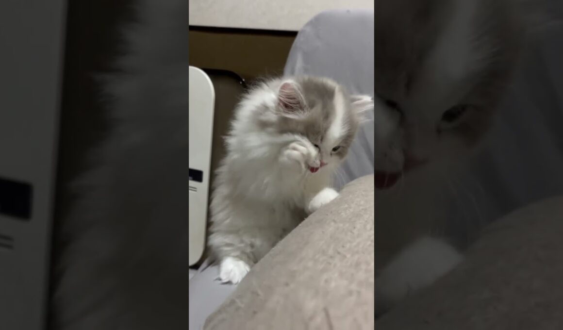 短足子猫の毛繕い💐お迎え前のブリーダーさん宅での様子