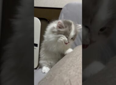 短足子猫の毛繕い💐お迎え前のブリーダーさん宅での様子