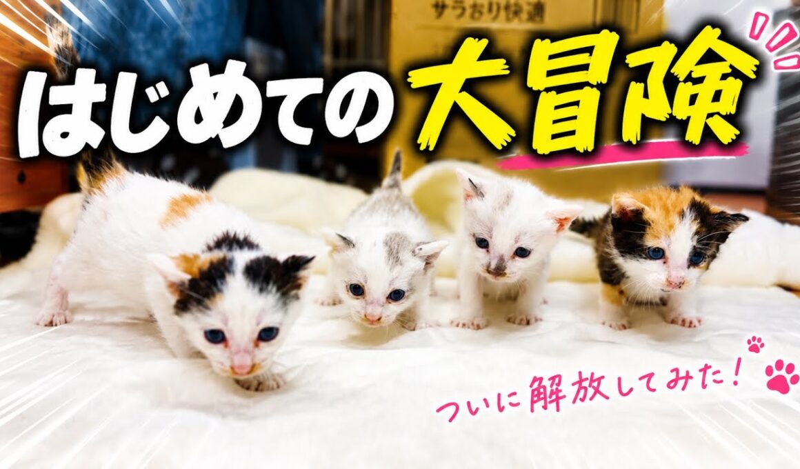 ついに解放！子猫たちの大冒険…