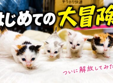 ついに解放！子猫たちの大冒険…