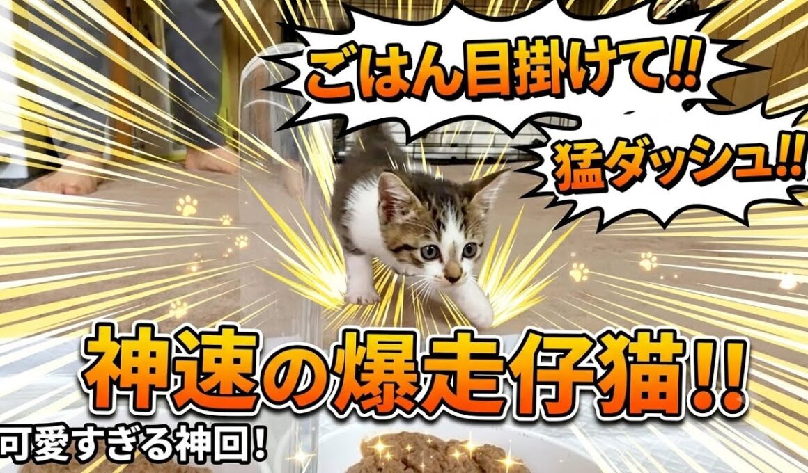 ご飯へ猛ダッシュしてくる保護子猫…食欲旺盛すぎて爆走が止まらない姿が可愛すぎた🥰