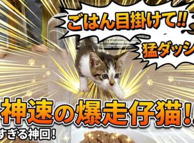 ご飯へ猛ダッシュしてくる保護子猫…食欲旺盛すぎて爆走が止まらない姿が可愛すぎた🥰