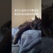 胡ヨの昼寝 #cat #にゃんグラム #猫のいる暮らし #セルカークレックス #ブリティッシュショートヘア