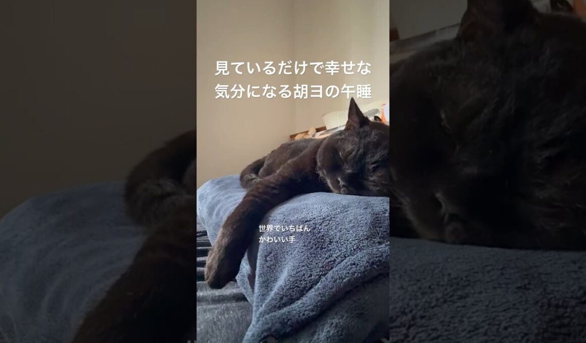 胡ヨの昼寝 #cat #にゃんグラム #猫のいる暮らし #セルカークレックス #ブリティッシュショートヘア