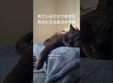 胡ヨの昼寝 #cat #にゃんグラム #猫のいる暮らし #セルカークレックス #ブリティッシュショートヘア