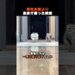 子猫くわえたままごはんに反応した結果ｗ