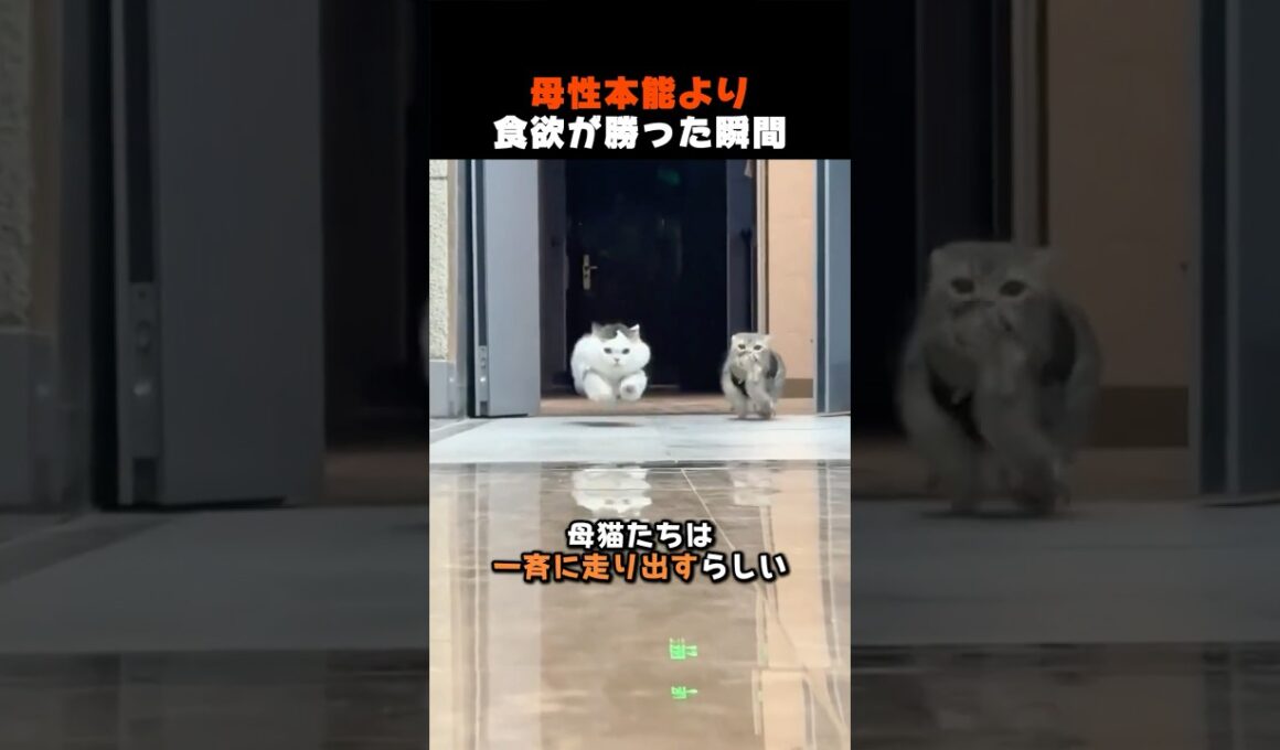子猫くわえたままごはんに反応した結果ｗ