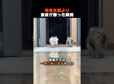 子猫くわえたままごはんに反応した結果ｗ