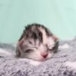 生後2日メインクーン赤ちゃんのナタリーちゃん
