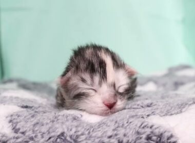 生後2日メインクーン赤ちゃんのナタリーちゃん