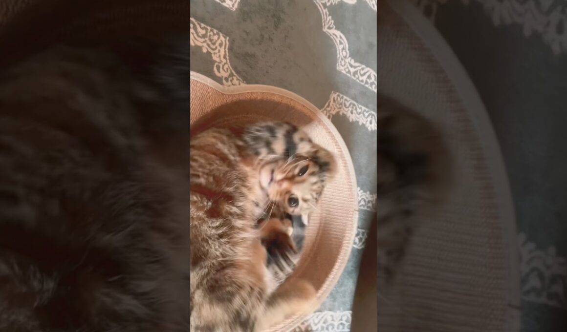 【壊れた】マタタビ塗ったらマンチカンが意味分からんことなった。