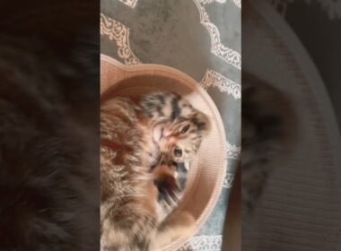 【壊れた】マタタビ塗ったらマンチカンが意味分からんことなった。