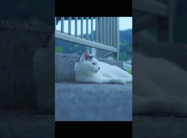 海風の季節風が止まってる！鏡みたいな海面！夕凪が心地いい！梅雨の晴れ間の夕暮れ散歩！#熱海 #cat #野良猫 #ジャパニーズ・ボブテイル #伊豆 #ねこ #猫のいる暮らし #相模灘 #保護猫