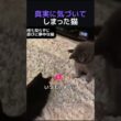 真実に気づいてしまった猫